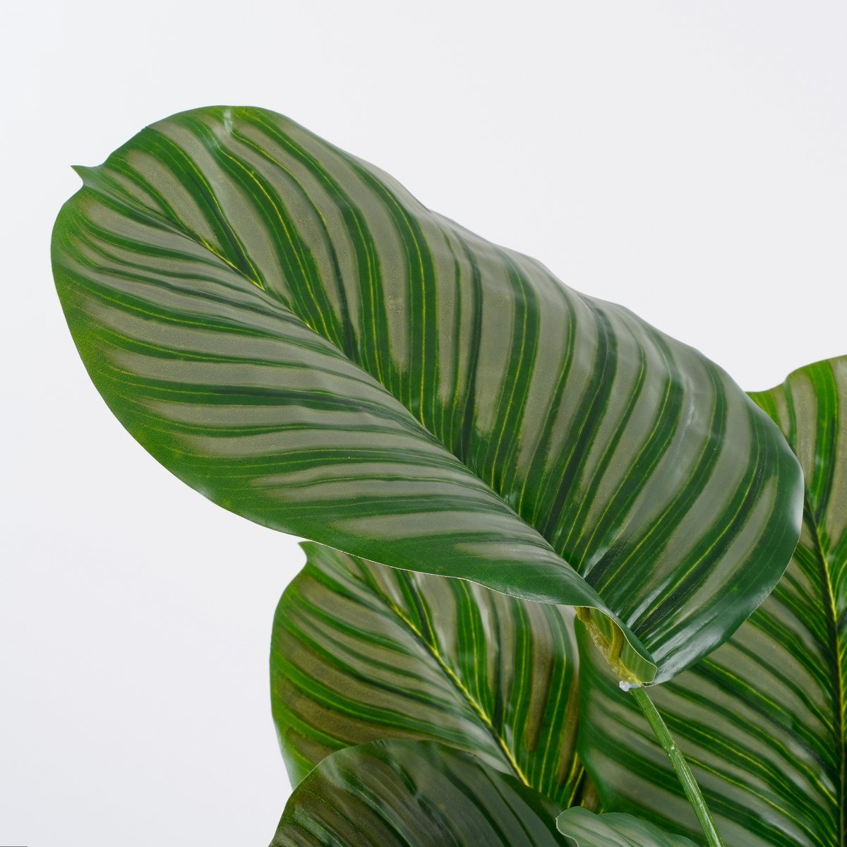 Calathea Orbifolia Kunstplant - H90 x Ø60 cm - Groen