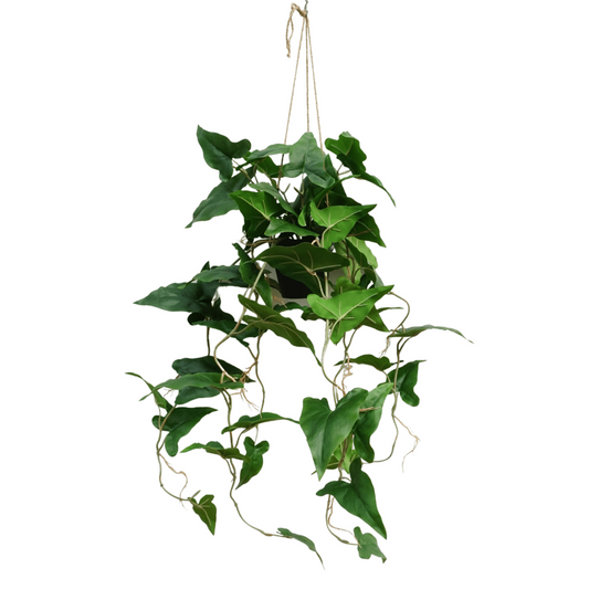 Typhonium Kunst Hangplant 95cm