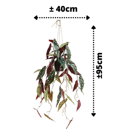 Begonia Maculata Kunst Hangplant 95cm