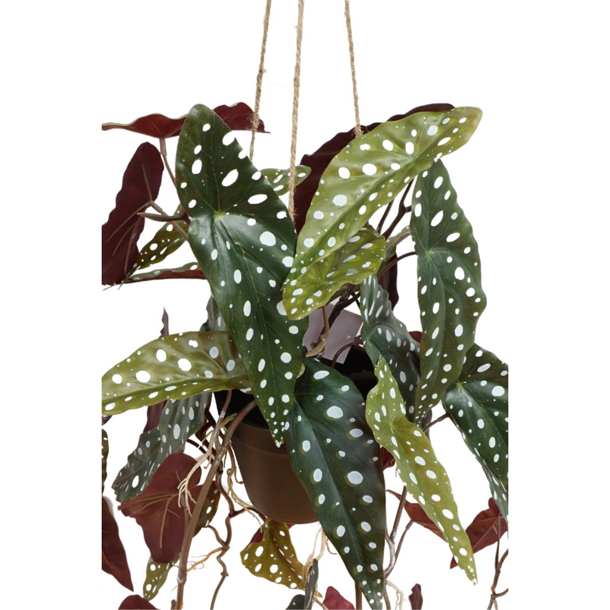 Begonia Maculata Kunst Hangplant 95cm