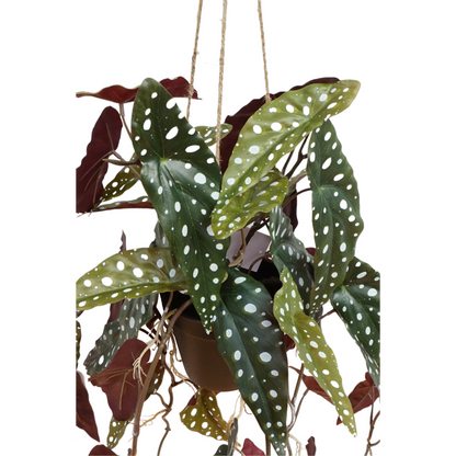 Begonia Maculata Kunst Hangplant 95cm