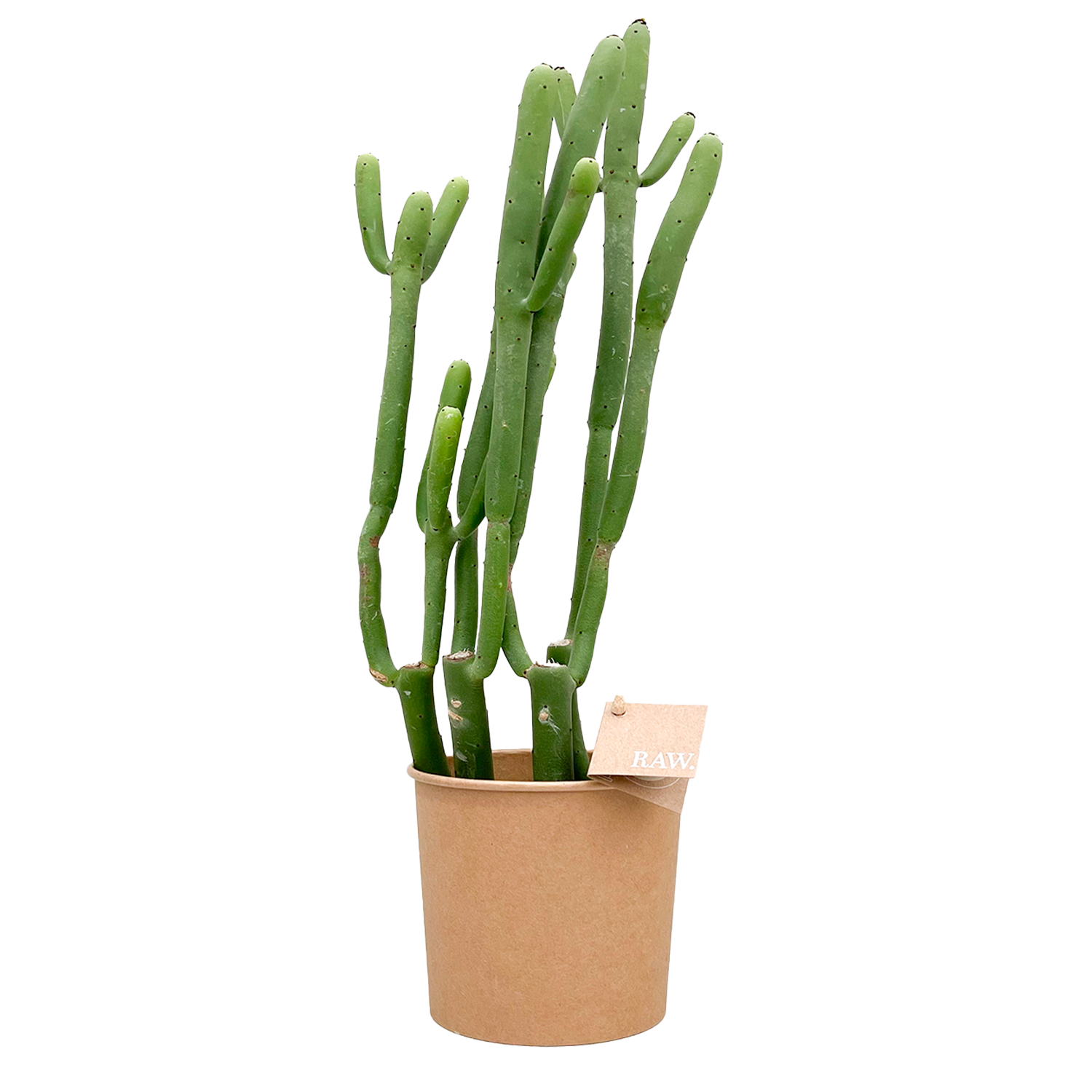 Biologisch gekweekte Euphorbia Cedrorum in duurzame pot van RAW.plants