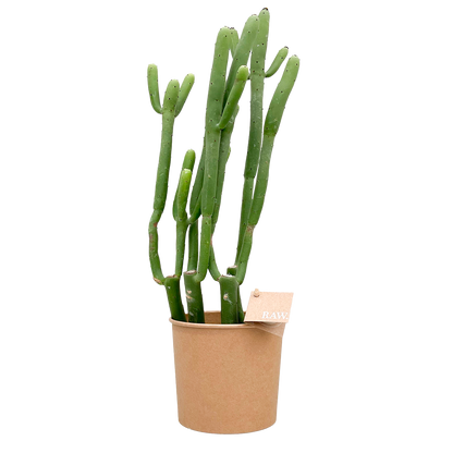 Biologisch gekweekte Euphorbia Cedrorum in duurzame pot van RAW.plants