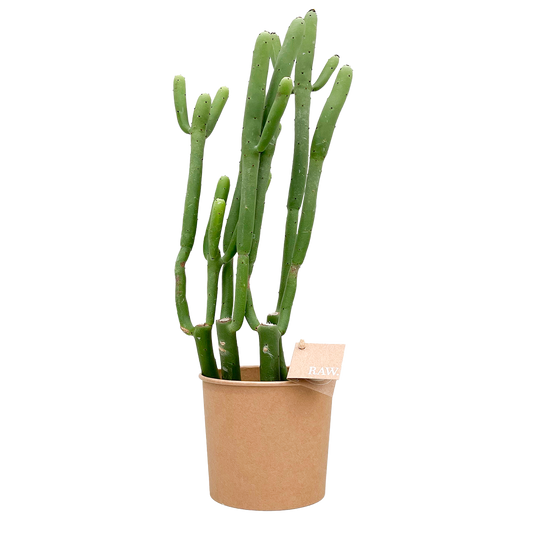 Biologisch gekweekte Euphorbia Cedrorum in duurzame pot van RAW.plants