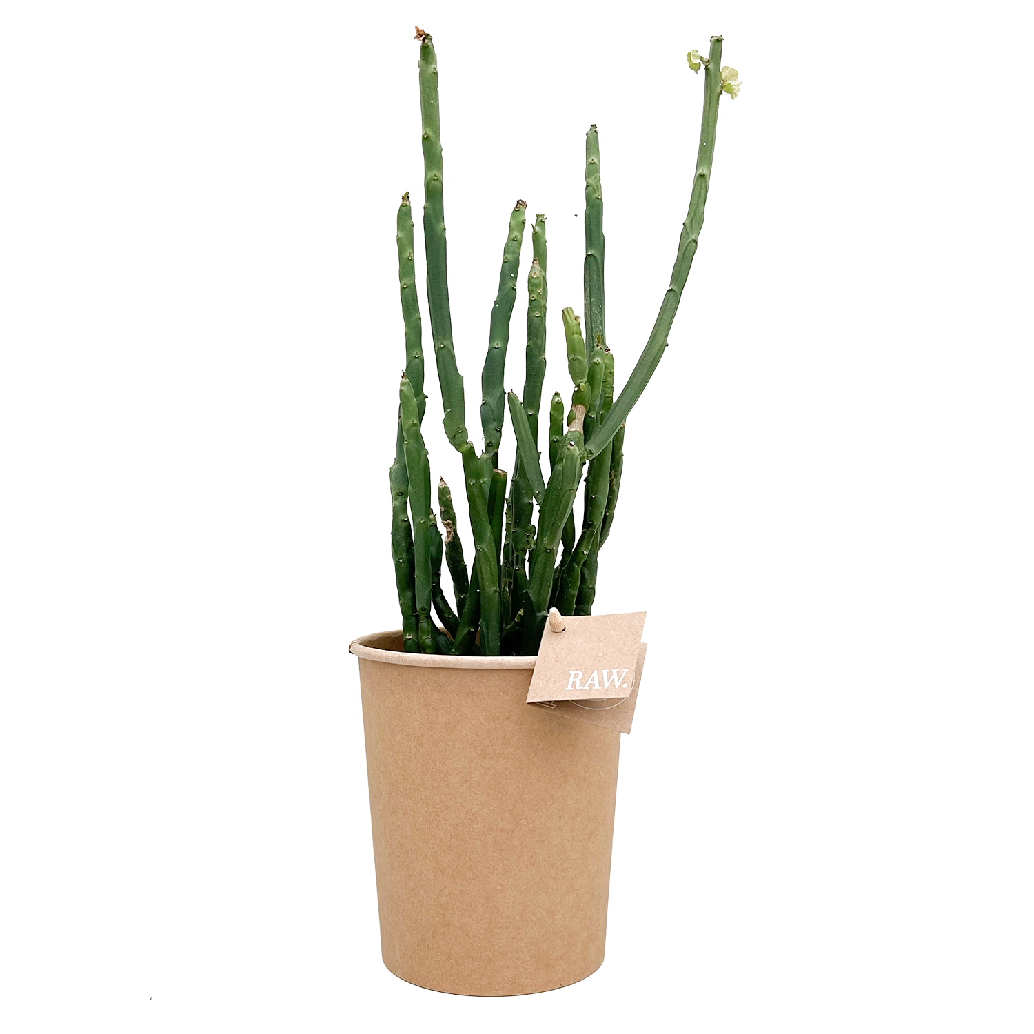 Euphorbia Phosphorea, perfect voor kantoor- en woonruimtes