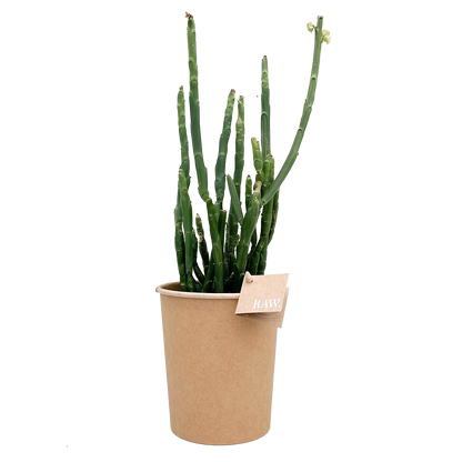 Euphorbia Phosphorea, perfect voor kantoor- en woonruimtes