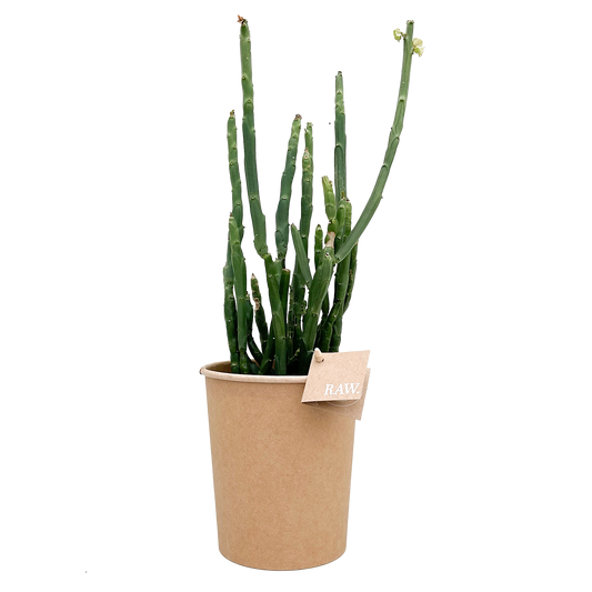 Euphorbia Phosphorea, perfect voor kantoor- en woonruimtes