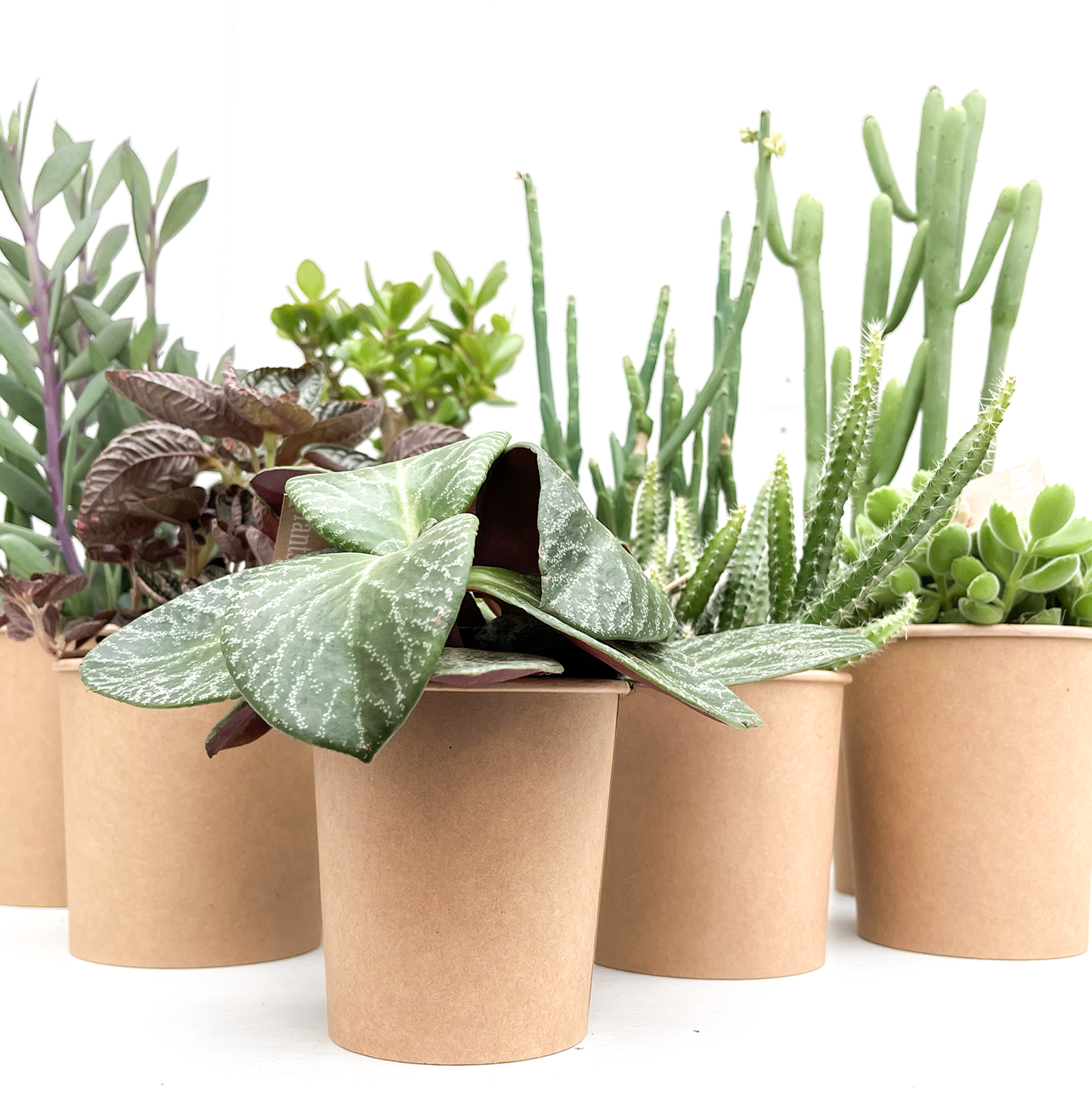 PLANTbag | BIO Succulenten | 10 stuks