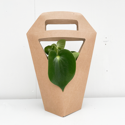 GIFTBAG M - 1 Houseplant | Per 10 pieces