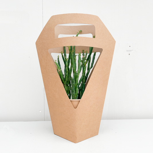 PLANTbag | BIO Succulenten | 10 stuks