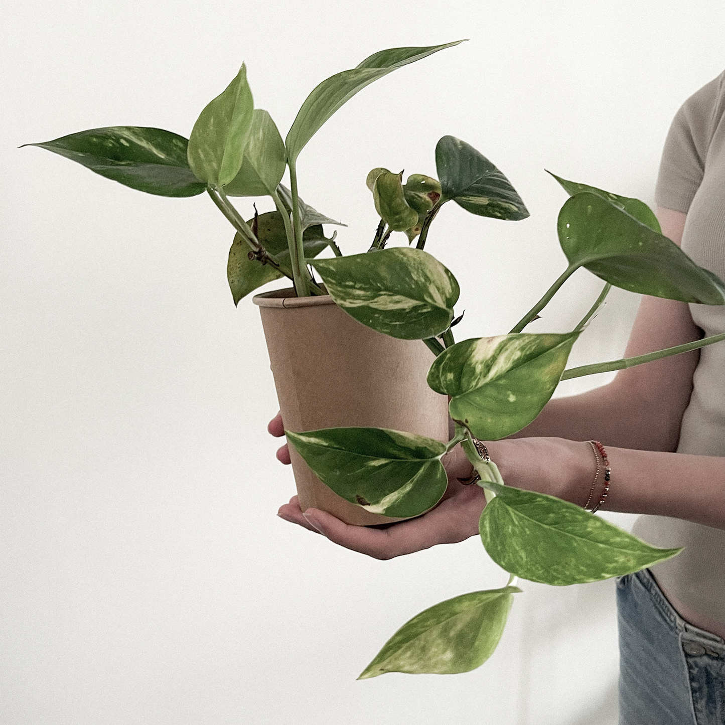 BIO Houseplant mix | Per 12 pieces