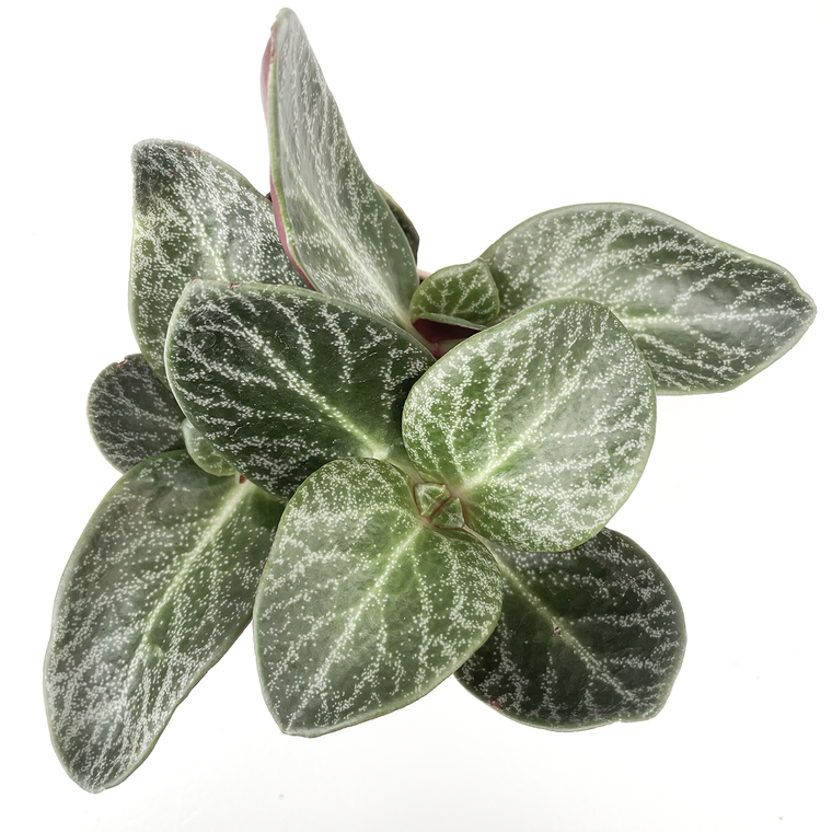vetplant met zilvergrijs blad - bijzondere kamerplanten - zeldzame kamerplanten