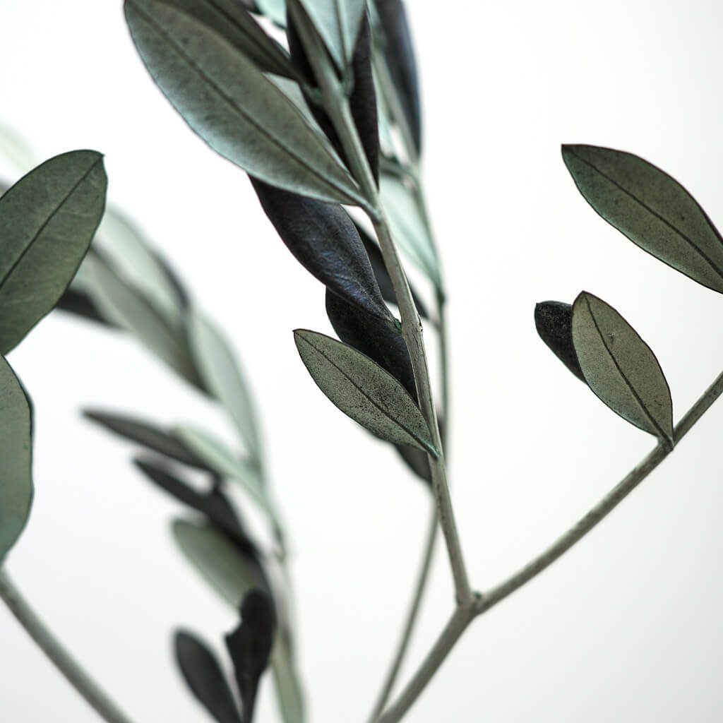 BIO Preserved olive branches