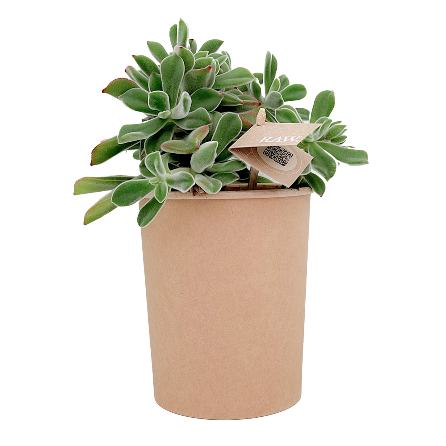 BIO Echeveria Pulvinata van RAW.plants, een stijlvolle vetplant voor een gezonde kantooromgeving.