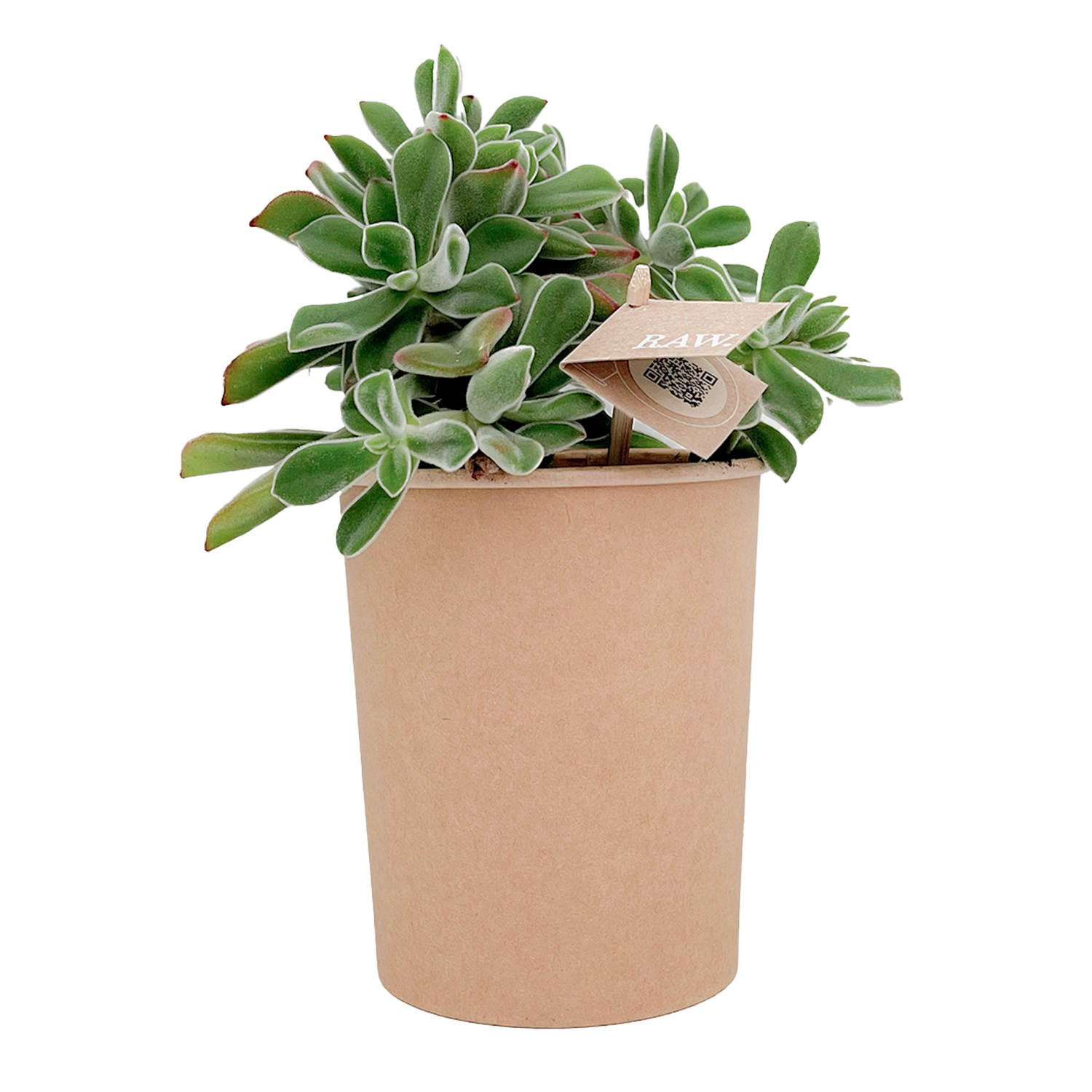 BIO Echeveria Pulvinata van RAW.plants, een stijlvolle vetplant voor een gezonde kantooromgeving.