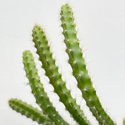 Vergroen je kantoor met biologisch gekweekte planten van RAW.plants, geleverd in stijlvolle en waterdichte kraftpapier potten voor een ecologisch verantwoorde keuze.