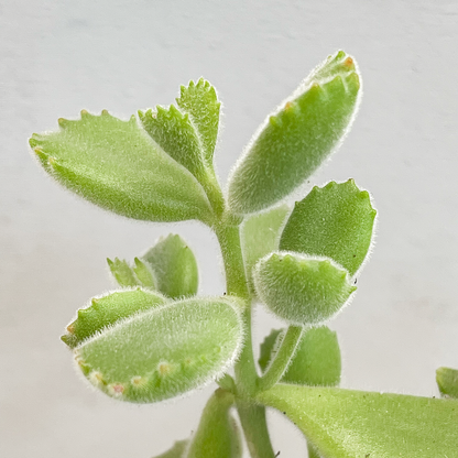 RAW.plants 'Back to the Roots' - biologische planten die bijdragen aan een gezondere en duurzamere toekomst voor mensen en dieren