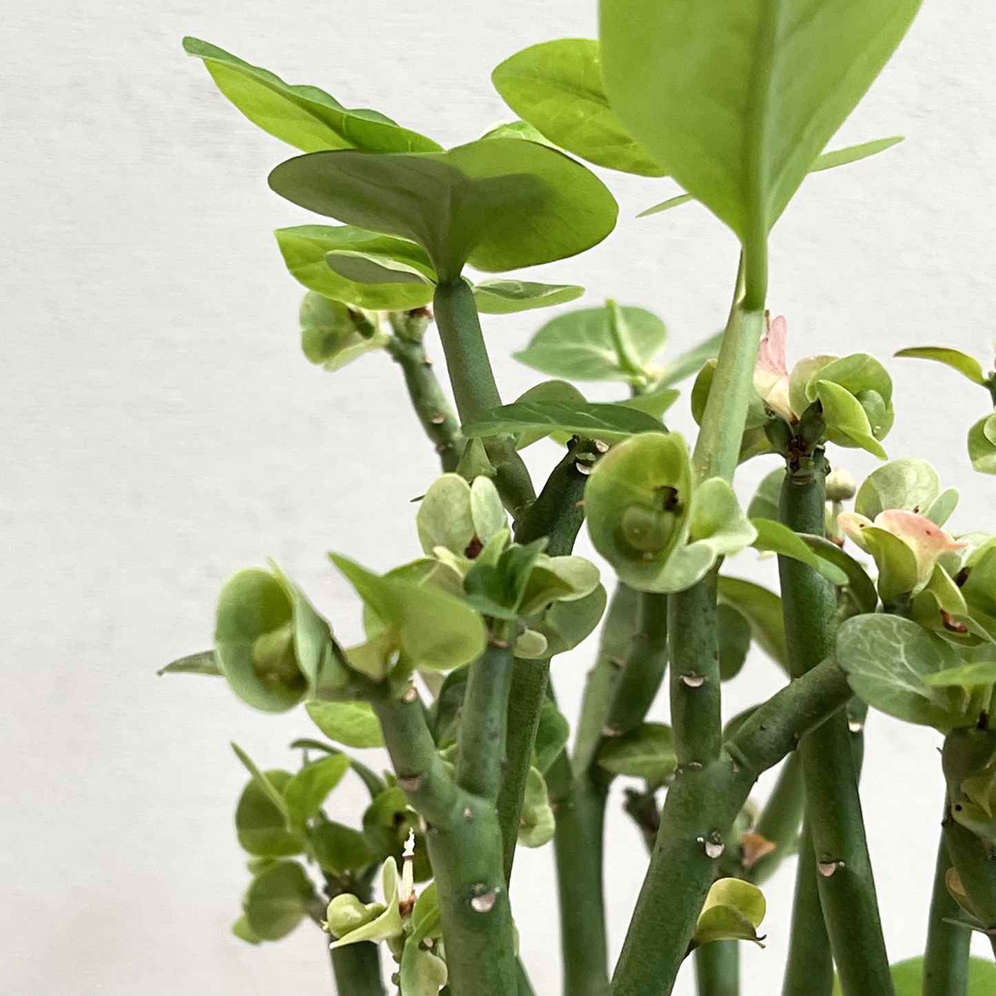 RAW.plants brengt natuur en duurzaamheid naar kantoor met planten die vrij zijn van chemicaliën en bijdragen aan een gezonde werkplek.