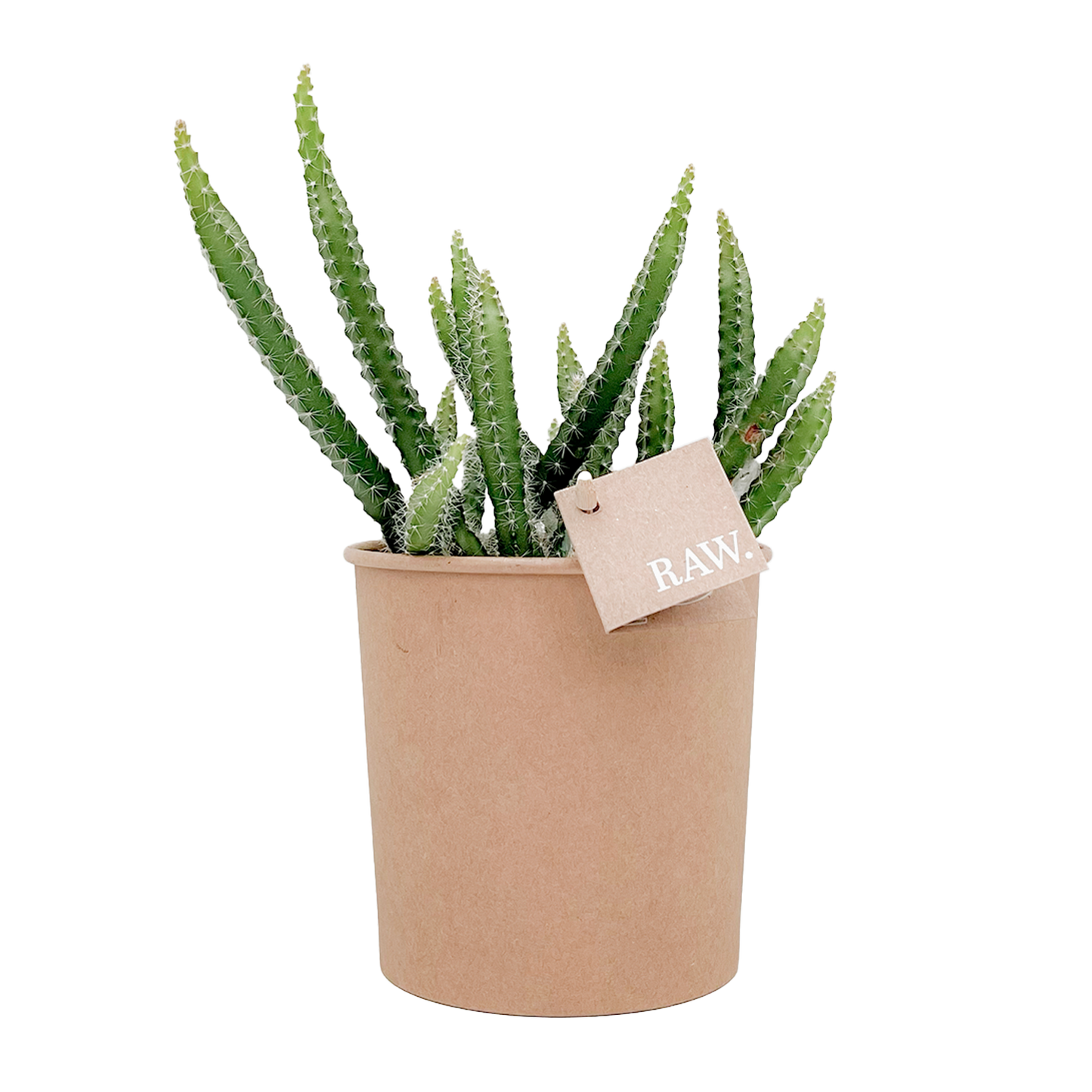 Selenicereus Grandiflorus - Nachtbloeiende Cactus van RAW.plants Biologisch gekweekte Selenicereus Grandiflorus van RAW.plants, een nachtbloeiende cactus in een stijlvolle pot.