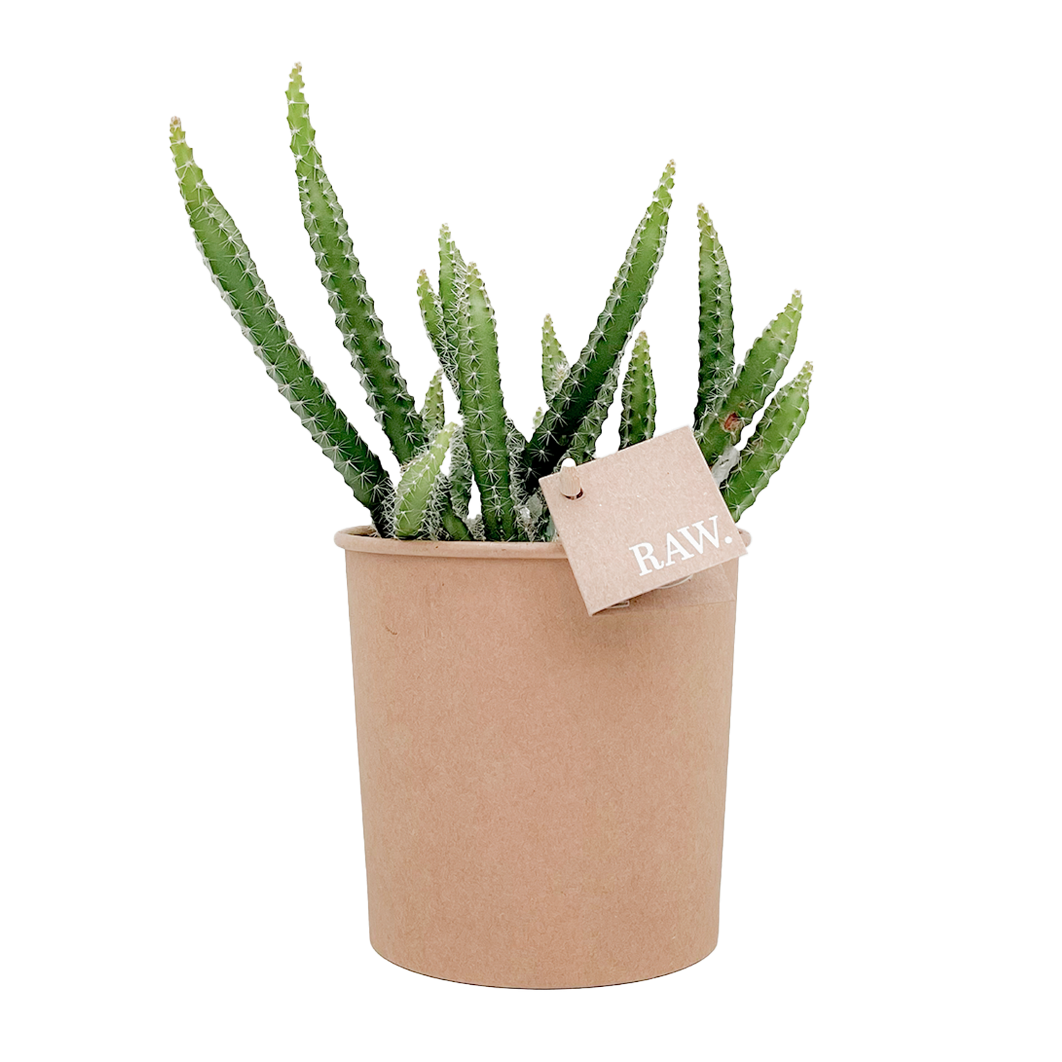 Selenicereus Grandiflorus - Nachtbloeiende Cactus van RAW.plants Biologisch gekweekte Selenicereus Grandiflorus van RAW.plants, een nachtbloeiende cactus in een stijlvolle pot.