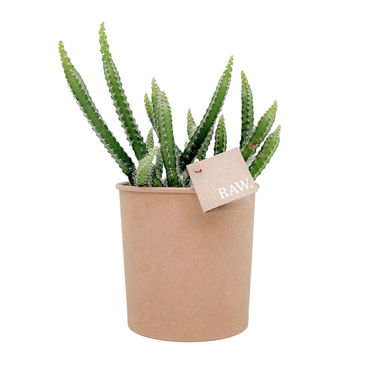 Selenicereus Grandiflorus - Nachtbloeiende Cactus van RAW.plants Biologisch gekweekte Selenicereus Grandiflorus van RAW.plants, een nachtbloeiende cactus in een stijlvolle pot.