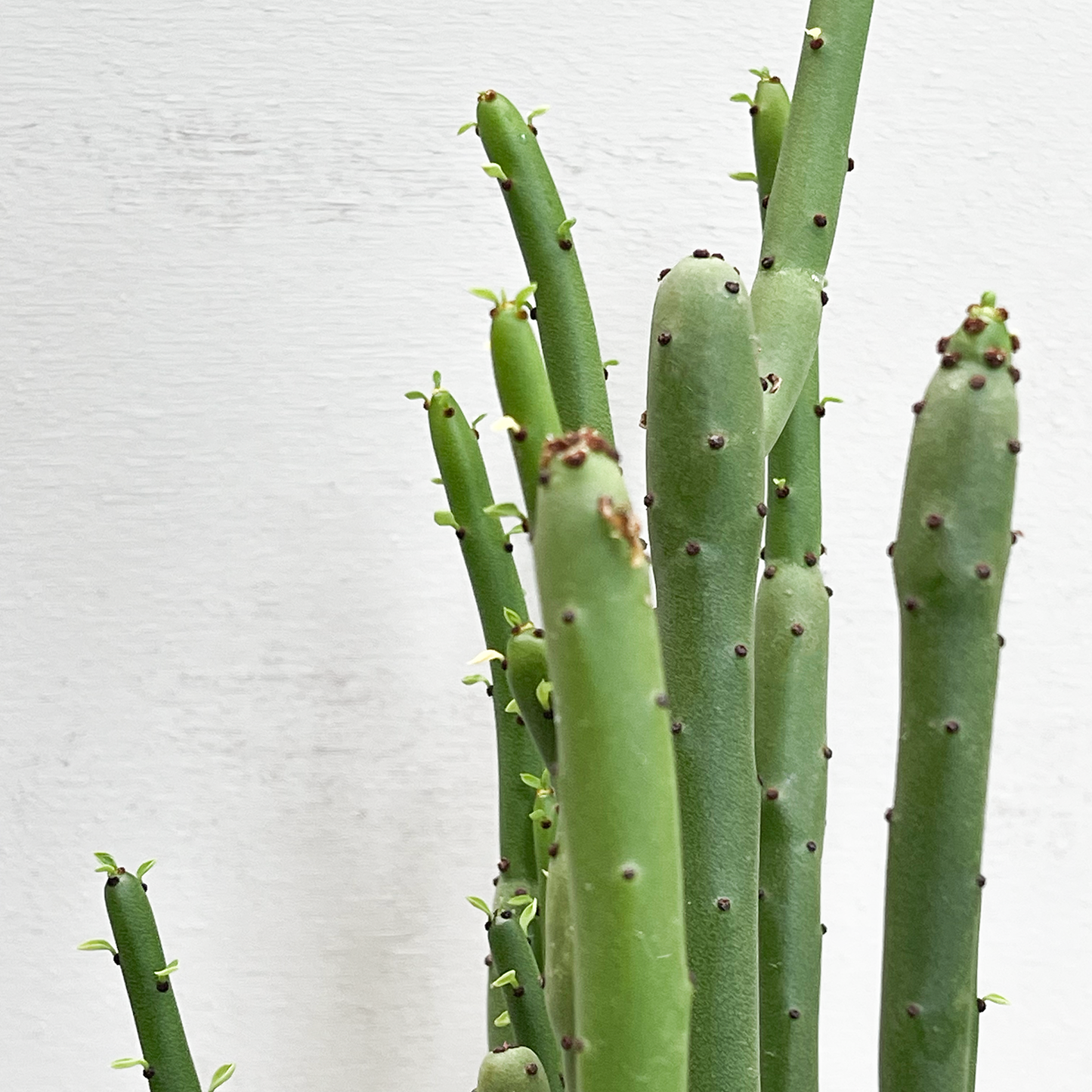 Close-up van een BIO Euphorbia Cedrorum, gifvrij gekweekt door RAW.plants